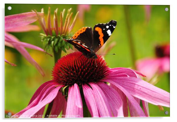 Red Admiral Butterfly on a Cone Flower Acrylic by Brian Pierce