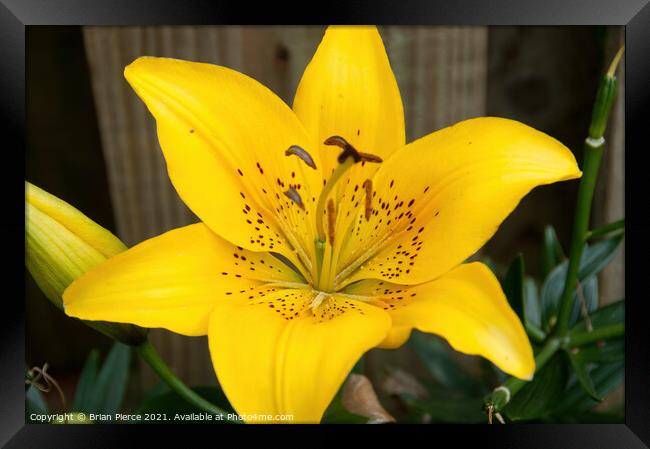 Day Lily Framed Print by Brian Pierce
