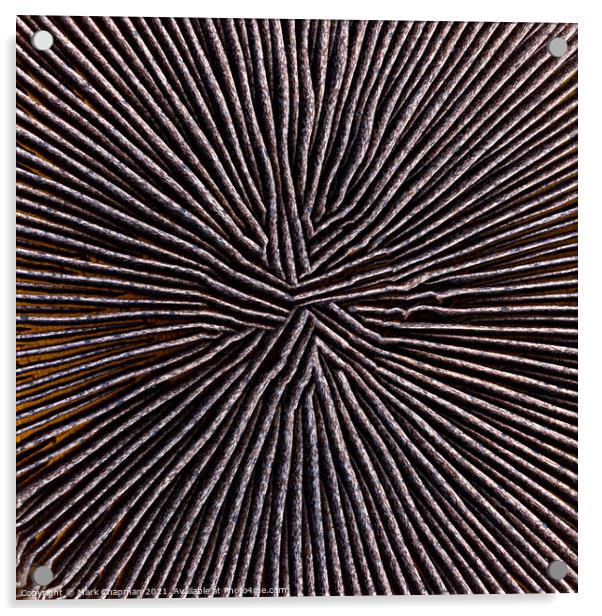Portabello mushroom abstract Acrylic by Photimageon UK