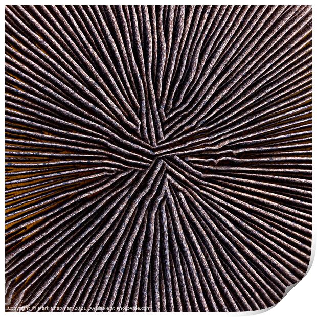 Portabello mushroom abstract Print by Photimageon UK