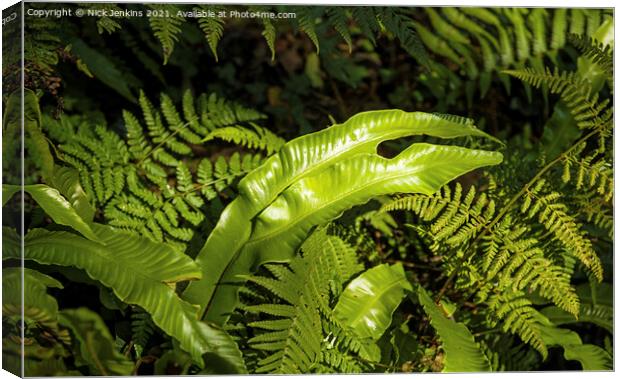 Ferns all together in a local woodland in Wales Canvas Print by Nick Jenkins