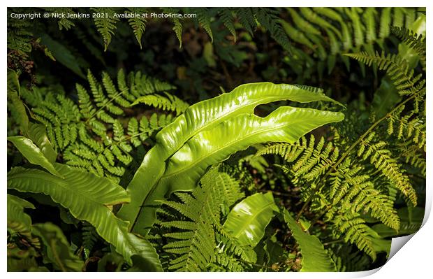 Ferns all together in a local woodland in Wales Print by Nick Jenkins