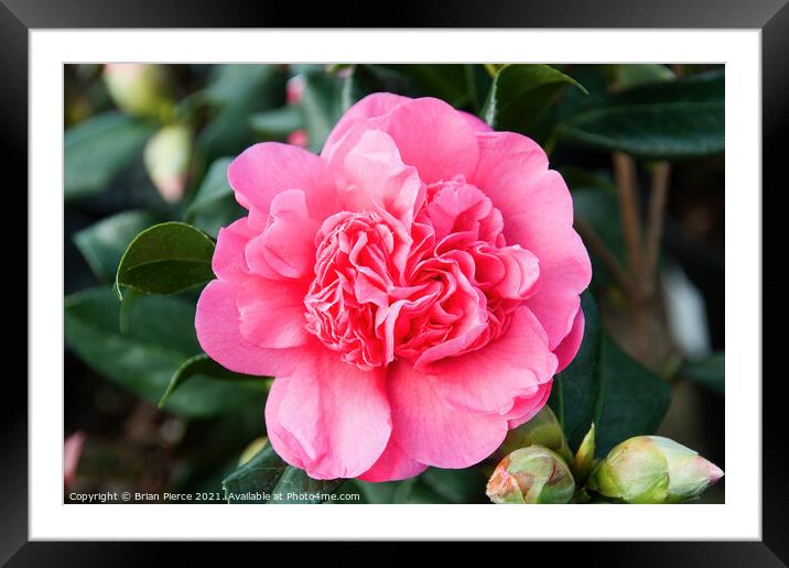 Camelia Framed Mounted Print by Brian Pierce