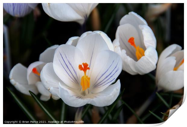 Crocus Print by Brian Pierce