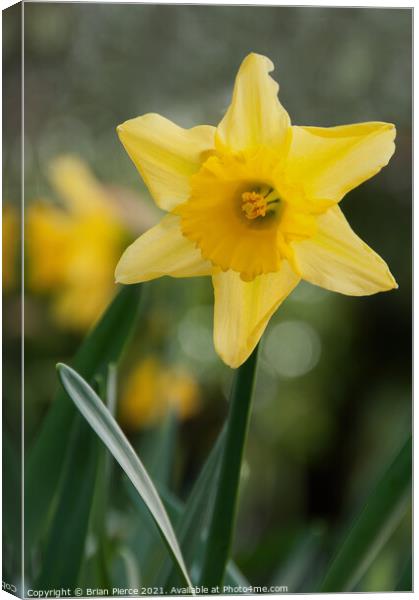 Daffodil  Canvas Print by Brian Pierce