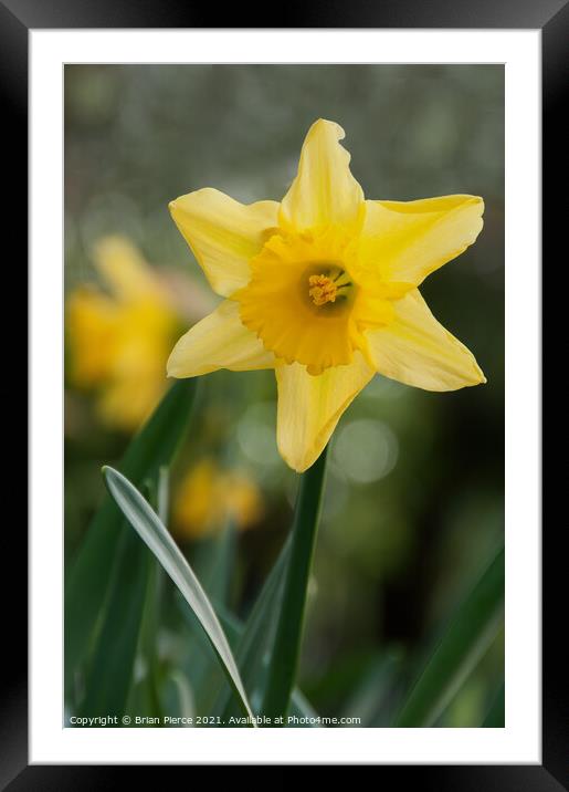 Daffodil  Framed Mounted Print by Brian Pierce