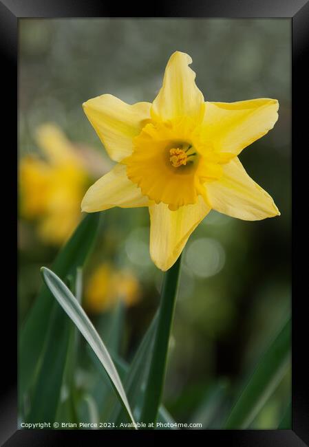 Daffodil  Framed Print by Brian Pierce