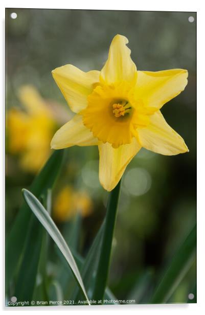 Daffodil  Acrylic by Brian Pierce