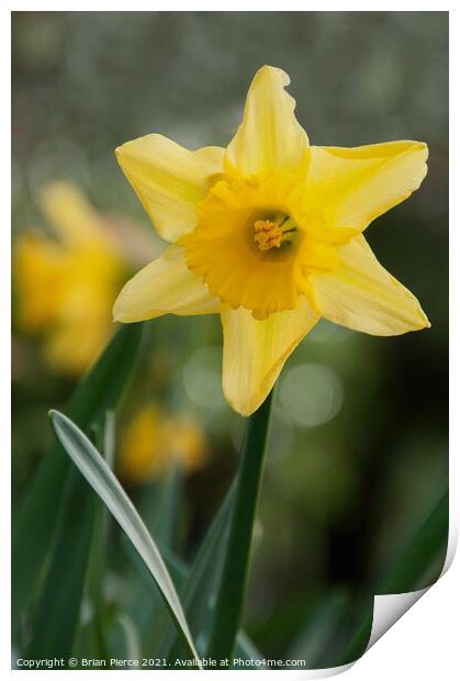 Daffodil  Print by Brian Pierce