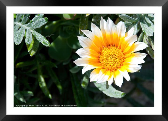 African Daisy Framed Mounted Print by Brian Pierce