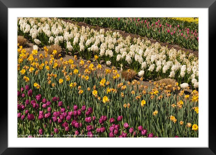 A field of flowers Framed Mounted Print by Brian Pierce