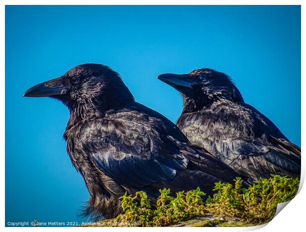 On The Lookout  Print by Jane Metters