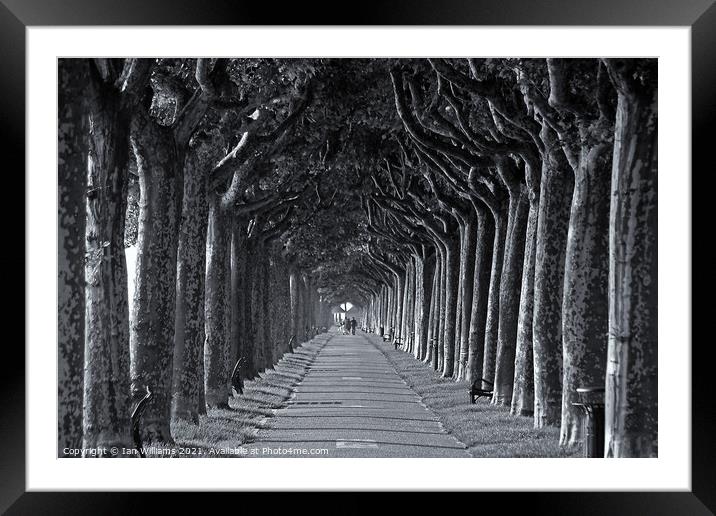 The Avenue Framed Mounted Print by Ian Williams