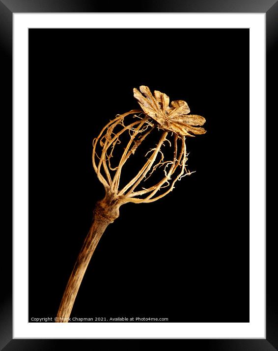 Single decayed Poppy seedhead Framed Mounted Print by Photimageon UK
