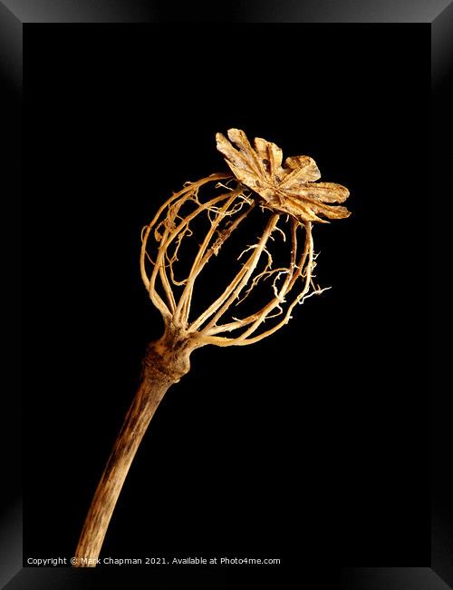 Single decayed Poppy seedhead Framed Print by Photimageon UK