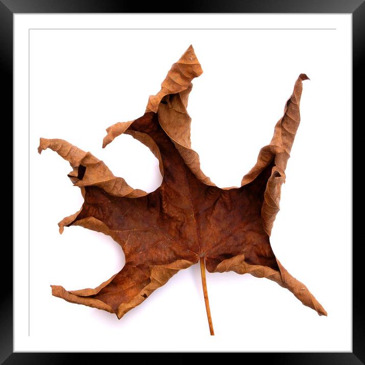 Dried Autumn Maple Leaf Framed Mounted Print by Photimageon UK