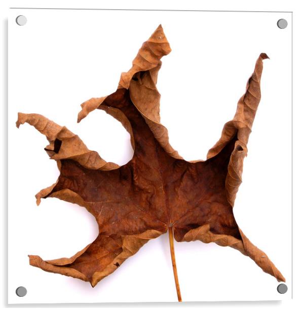Dried Autumn Maple Leaf Acrylic by Photimageon UK
