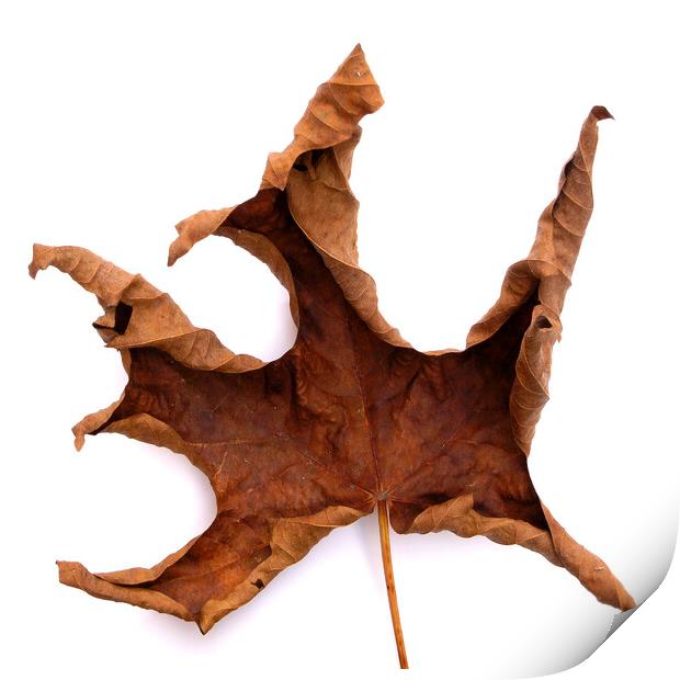 Dried Autumn Maple Leaf Print by Photimageon UK