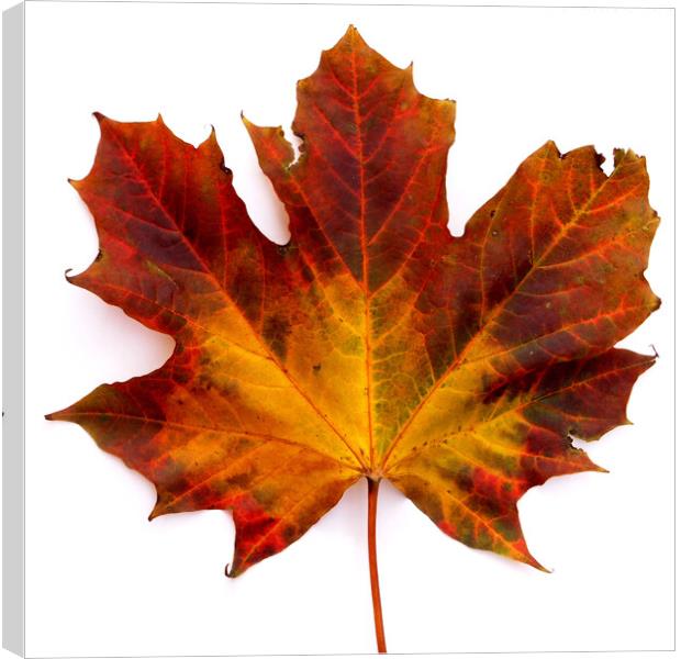 Colourful Autumn Maple leaf Canvas Print by Photimageon UK
