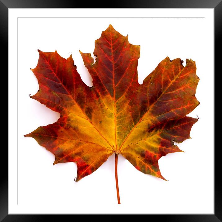 Colourful Autumn Maple leaf Framed Mounted Print by Photimageon UK
