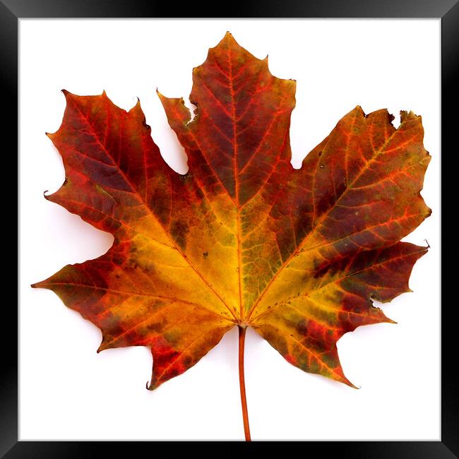 Colourful Autumn Maple leaf Framed Print by Photimageon UK