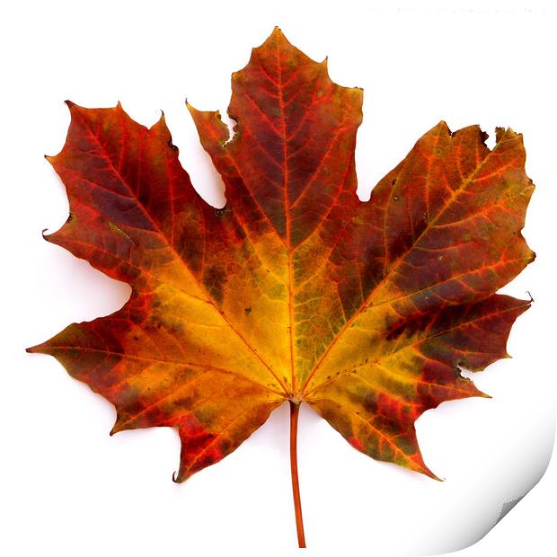 Colourful Autumn Maple leaf Print by Photimageon UK