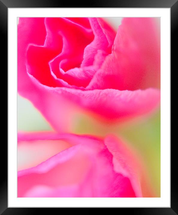 Pink Petal Power Framed Mounted Print by Louise Godwin
