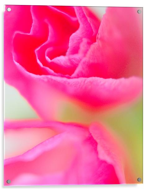 Pink Petal Power Acrylic by Louise Godwin