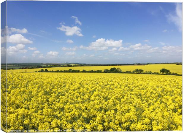 Rapeseed field Canvas Print by Simon Marlow