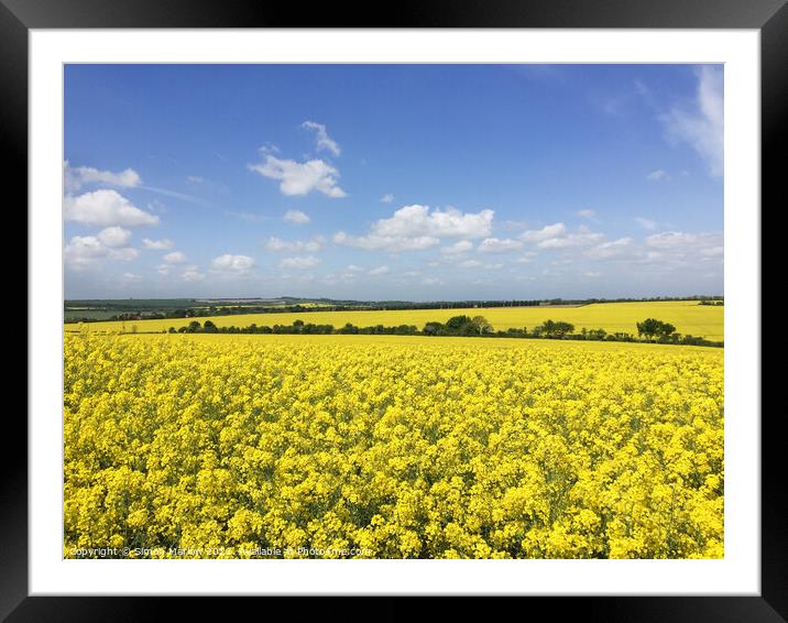 Rapeseed field Framed Mounted Print by Simon Marlow