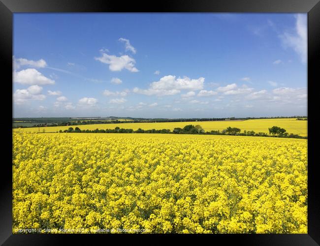 Rapeseed field Framed Print by Simon Marlow