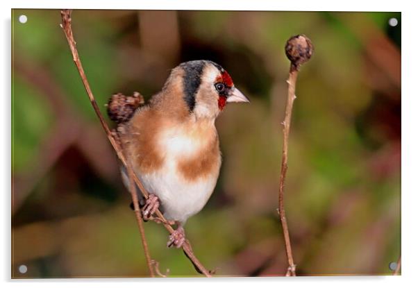 Goldfinch bird Acrylic by Bryan 4Pics