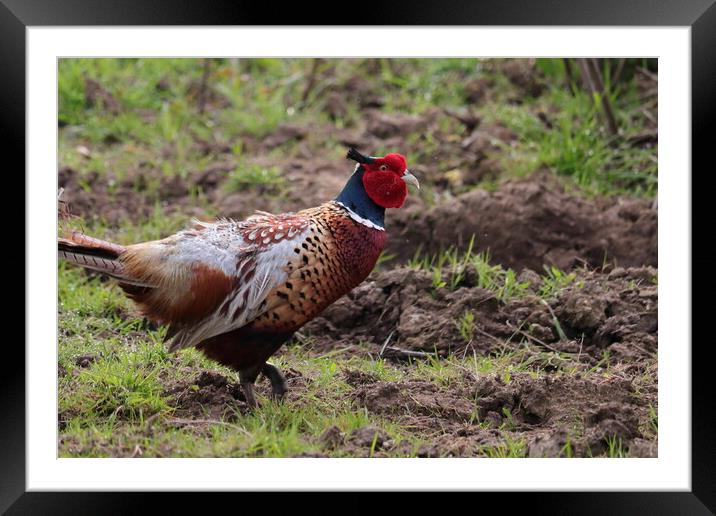 Pheasant Framed Mounted Print by Bryan 4Pics