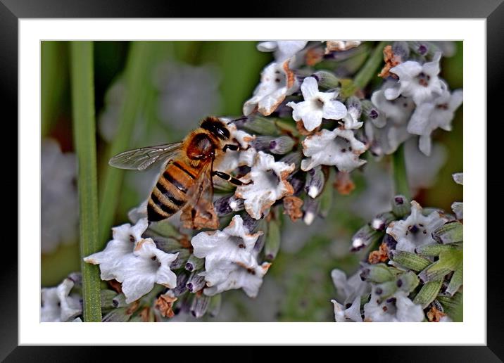 Honey Bee  Framed Mounted Print by Bryan 4Pics