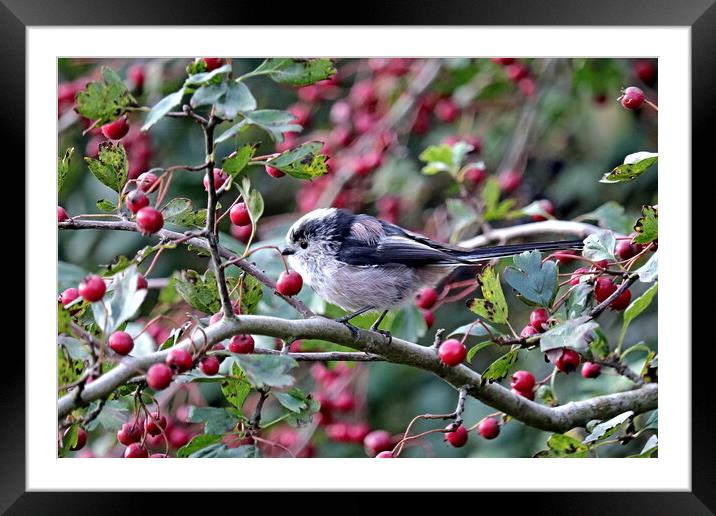Long-tailed Tit Framed Mounted Print by Bryan 4Pics