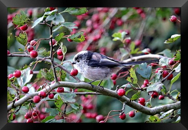Long-tailed Tit Framed Print by Bryan 4Pics