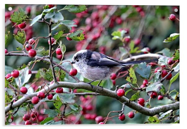 Long-tailed Tit Acrylic by Bryan 4Pics