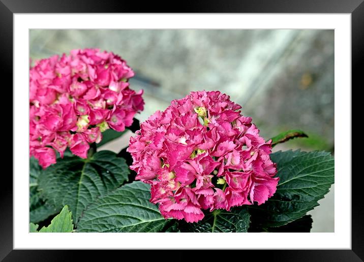 French hydrangea Framed Mounted Print by Bryan 4Pics