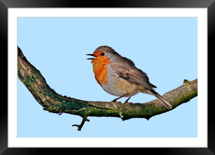 Robin Redbreast Framed Mounted Print by Bryan 4Pics