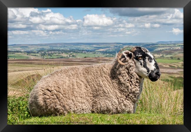 Sheep on the Moor Framed Print by Steve H Clark