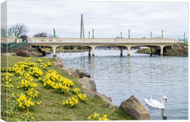 Daffodils out in flower around Southport Marina Canvas Print by Jason Wells