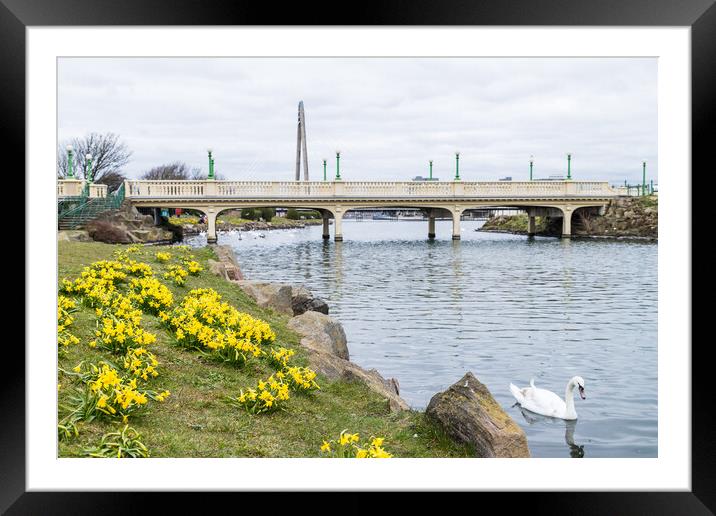 Daffodils out in flower around Southport Marina Framed Mounted Print by Jason Wells