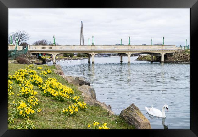 Daffodils out in flower around Southport Marina Framed Print by Jason Wells