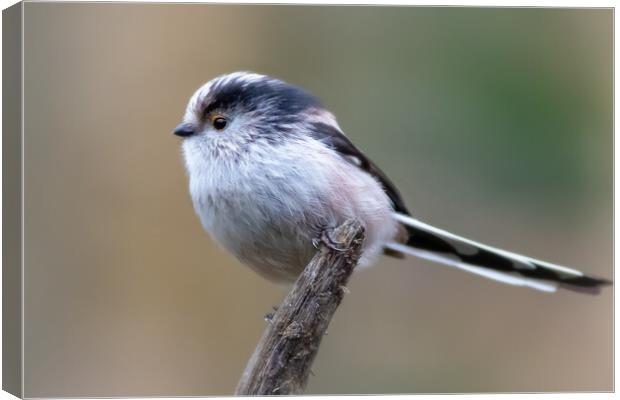 Long-tailed tit  Canvas Print by chris smith