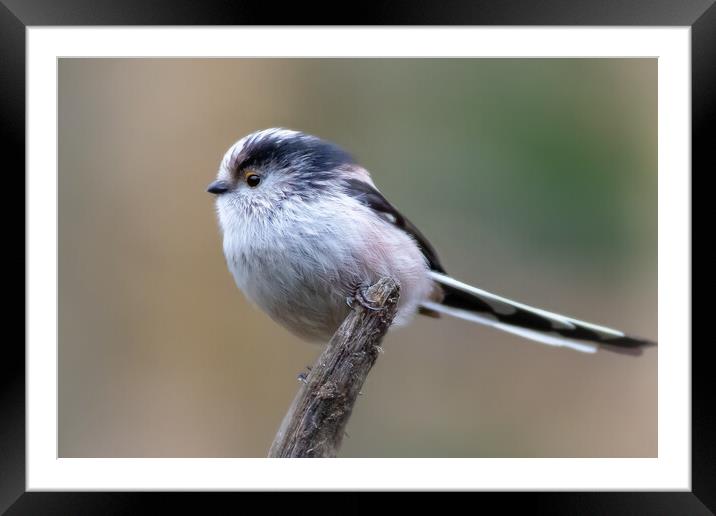 Long-tailed tit  Framed Mounted Print by chris smith