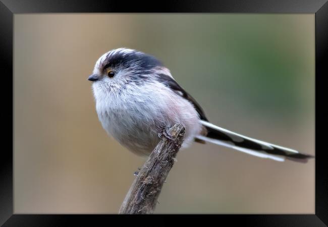 Long-tailed tit  Framed Print by chris smith