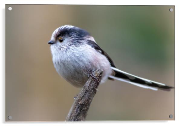 Long-tailed tit  Acrylic by chris smith