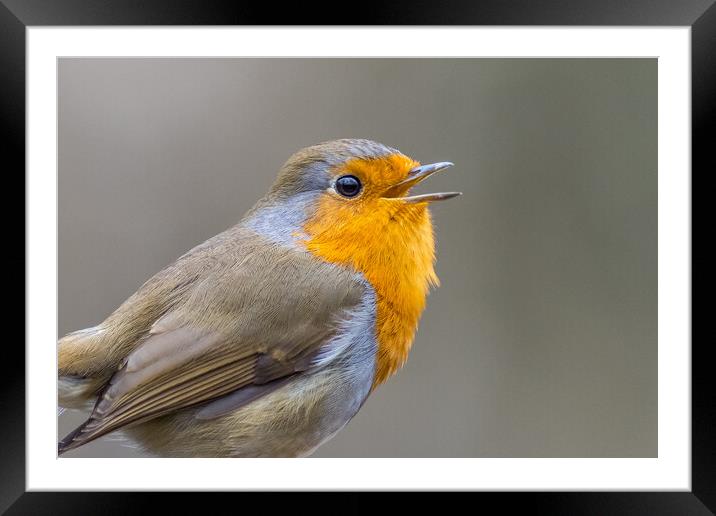 Robin Framed Mounted Print by chris smith