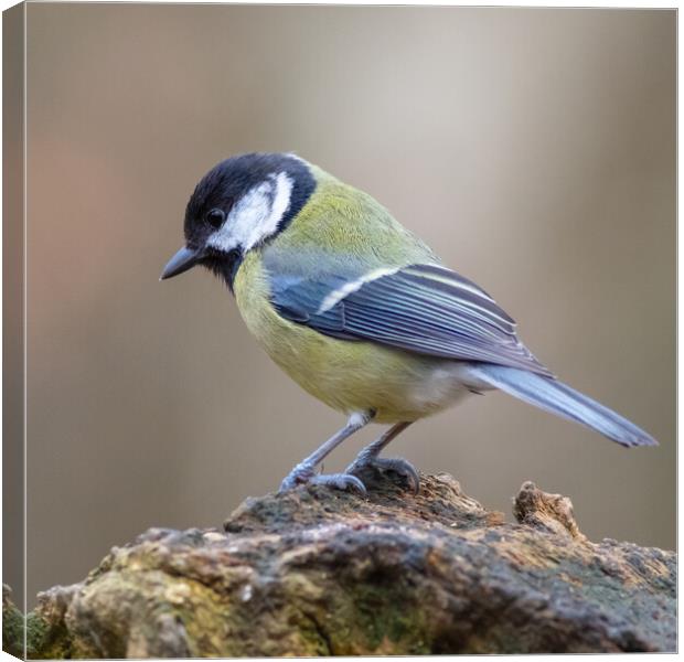 Great tit (Parus major) Canvas Print by chris smith