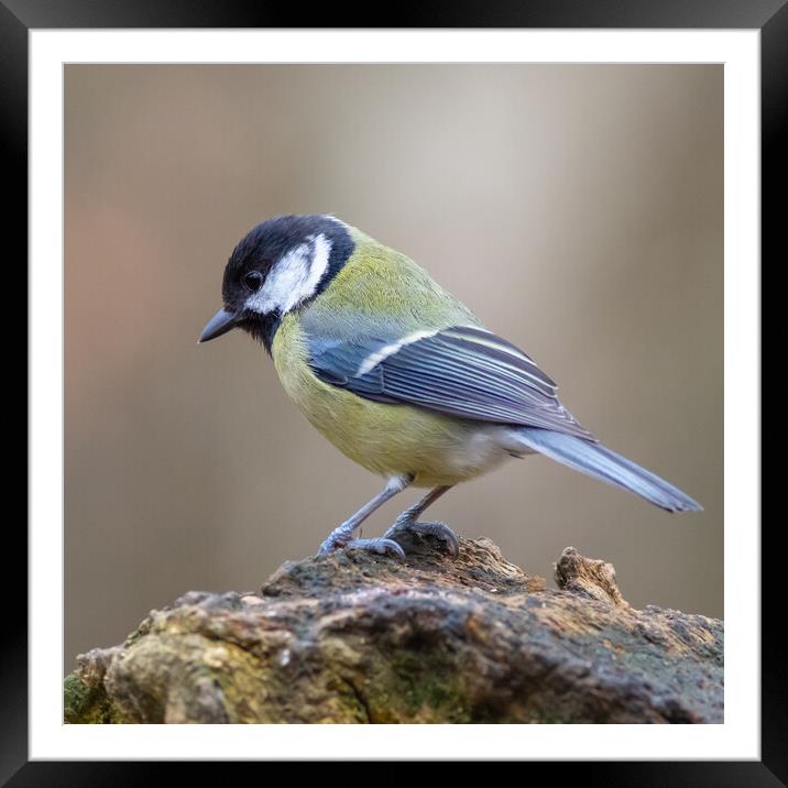 Great tit (Parus major) Framed Mounted Print by chris smith